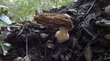Morchella importuna image