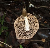 Phallus indusiatus image