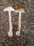 Amanita praecox image