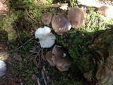 Megacollybia rodmanii f. murina image