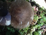 Megacollybia rodmanii f. murina image