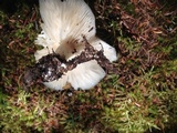 Megacollybia rodmanii image