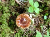 Cortinarius collinitus image