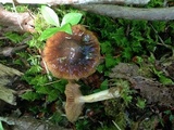 Cortinarius collinitus image