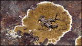Serpula himantioides image