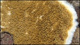 Serpula himantioides image