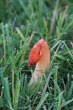 Phallus rubicundus image