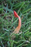 Phallus rubicundus image