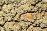 Lecanora confusa image