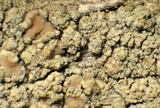 Lecanora confusa image