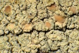 Lecanora confusa image