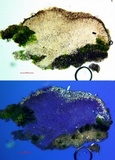 Lecanora confusa image