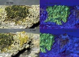 Lecanora confusa image