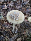 Amanita rhacopus image