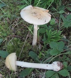 Amanita multisquamosa image