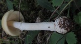 Amanita multisquamosa image