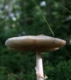 Amanita multisquamosa image