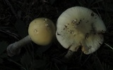 Amanita multisquamosa image