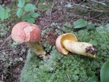 Boletus miniato-olivaceus image