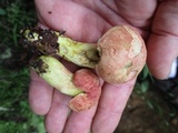 Boletus miniato-olivaceus image