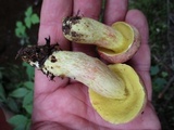 Boletus miniato-olivaceus image