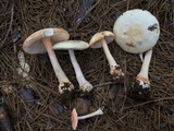 Amanita roseitincta image