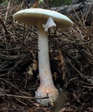 Amanita roseitincta image