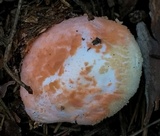 Amanita roseitincta image