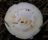 Amanita roseitincta image
