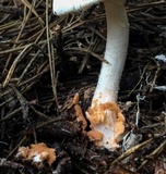 Amanita roseitincta image