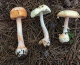 Amanita roseitincta image