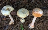 Amanita roseitincta image