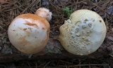 Amanita roseitincta image