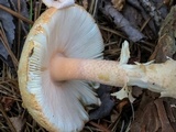 Amanita roseitincta image