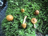 Cortinarius semisanguineus image