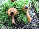 Cortinarius semisanguineus image