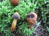 Cortinarius semisanguineus image