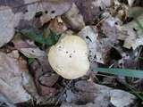 Cuphophyllus pratensis image