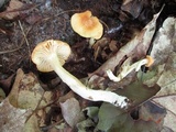 Cuphophyllus pratensis image