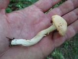 Cuphophyllus pratensis image