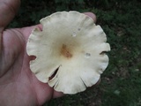 Clitocybe gibba image