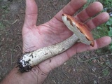 Leccinum vulpinum image