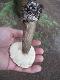 Leccinum vulpinum image