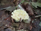 Tremellodendron schweinitzii image