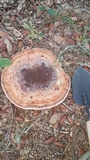Laetiporus persicinus image