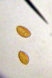 Pholiota alnicola image