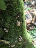 Resupinatus porosus image