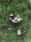 Resupinatus porosus image