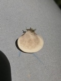 Resupinatus porosus image