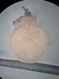 Resupinatus porosus image